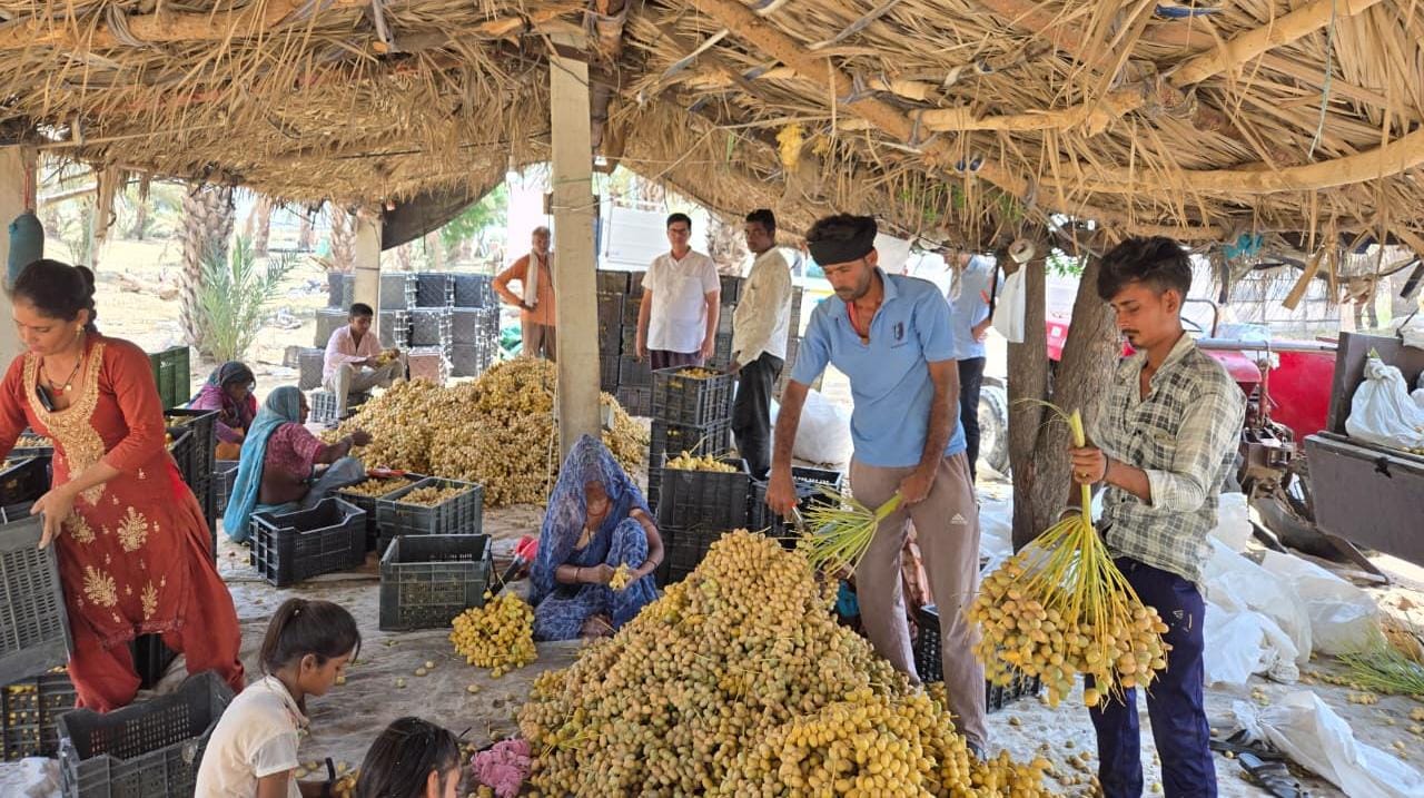 खजूर क्षेत्रफल विस्तार के साथ बीकानेर को खजूर हब के रूप में विकसित करने के प्रयास ला रहे रंग